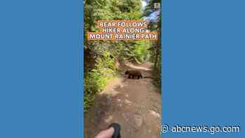 WATCH:  Bear follows hiker along Mount Rainier path