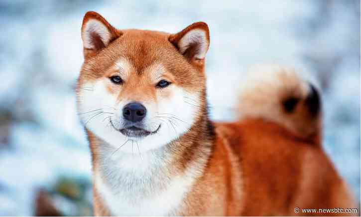 Shiba Inu Down By 2.03% – Yet Bound To Outpace TRX And BTC?