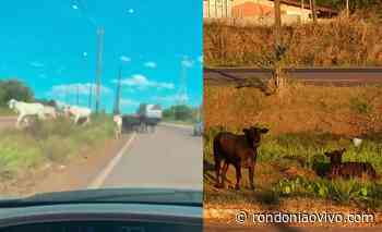 VÍDEO: Grupos de bezerros e vacas atravessam a BR-364: ‘vão acabar causando acidente’ - Rondoniaovivo.com