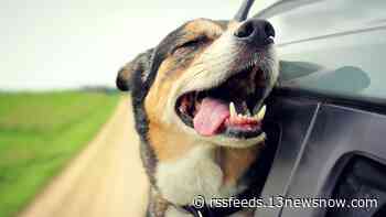 Happy tails: Portsmouth Humane Society to host foster speed dating event