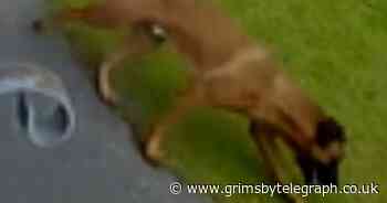 Woman attacked by 'escaped' dog in North Lincolnshire - Grimsby Live