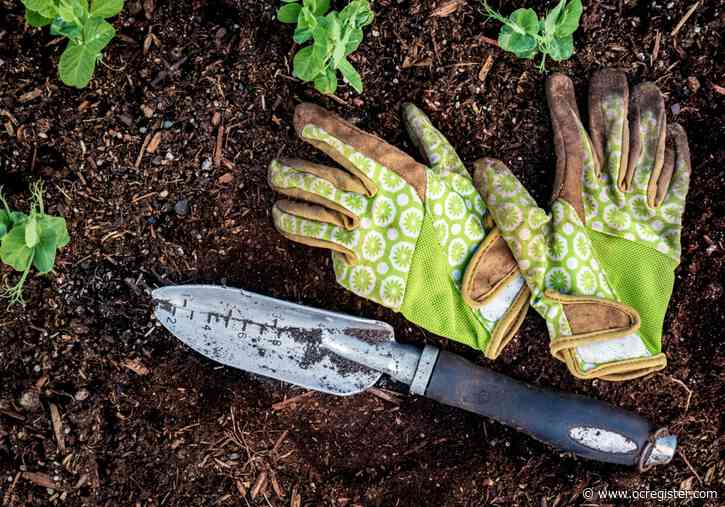 Scales, suckers and blossum end rot: What to look out for this week in the garden