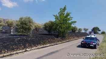 Maxi rogo danneggia ulivi e rotoballe tra Benevento e Torrepalazzo - Ottopagine