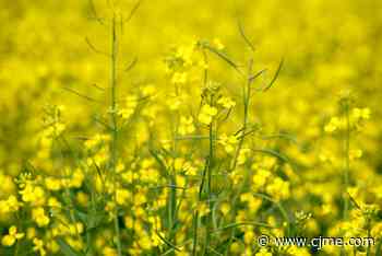 Heat helping crops develop quickly in Saskatchewan - News Talk 980 CJME