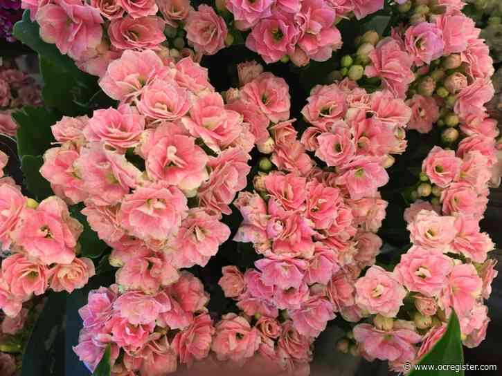 These fragrant and colorful drought-tolerant succulents require little water