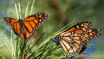 Beloved monarch butterflies now listed as endangered