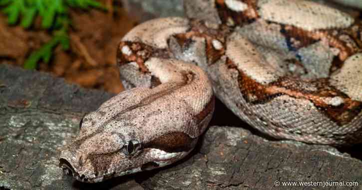'Horror Movie': Officer Forced to Shoot 15-Foot Pet Snake Coiled Around Man's Neck
