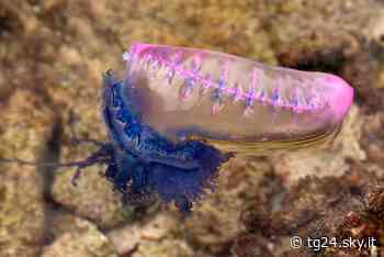 Catania, punta da una cavarella portoghese: 68enne finisce in ospedale - Sky Tg24