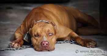 Catania, due cani lasciati al sole sul tetto di un condominio: denunciata proprietaria - ilSicilia.it