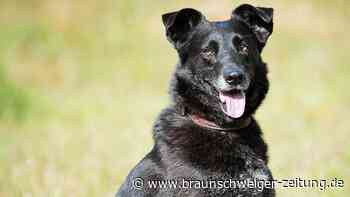 Kodak freut sich auf ein neues Zuhause in Braunschweig