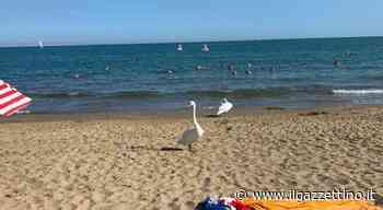 Jesolo, le immagini incredibili: i cigni in spiaggia al mare. Giocano con i turisti e passeggiano sul bagnasci - ilgazzettino.it