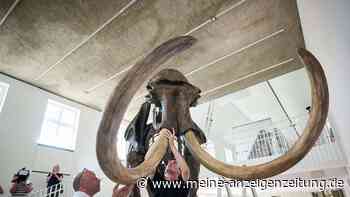 „Ahlener Mammut“ kehrt ins Geomuseum Münster zurück