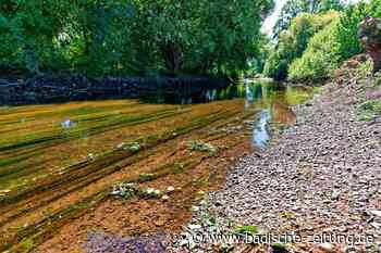 Warum auf der Alten Elz vorerst keine Freude am Paddeln aufkommt - Kenzingen - badische-zeitung.de