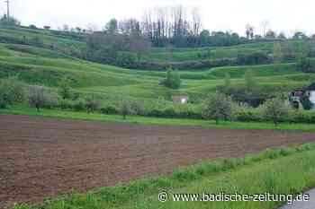 Der Pfannenstiel in Kenzingen wird vorerst nicht bebaut - Kenzingen - badische-zeitung.de