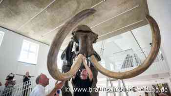 «Ahlener Mammut» kehrt ins Geomuseum Münster zurück