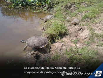 Liberan 35 tortugas en Palenque - Diario de Chiapas