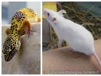 Ferrara, chiede all’amico di tenerle il topo e il geco, lui non li restituisce: «Mi sono affezionato» - Corriere