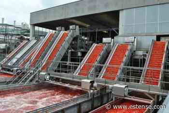 Pomodoro industria 2022: Ferrara prima provincia per superfici coltivate a biologico | estense.com Ferrara - Estense.com