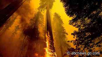 US takes emergency action to save sequoias from wildfires