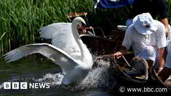 Annual Swan Upping gets under way along the River Thames - BBC