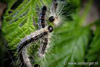 Waar is de eikenprocessierups in Limburg gebleven? 'Overlast is nu een stuk minder' - De Limburger