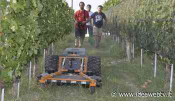 Alba: prove dimostrative in vigneto di Confagricoltura - IdeaWebTv