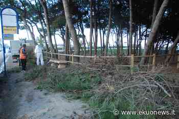 Alba Adriatica, ambientalisti sul piede di guerra a difesa di 150 pini secolari - ekuonews.it