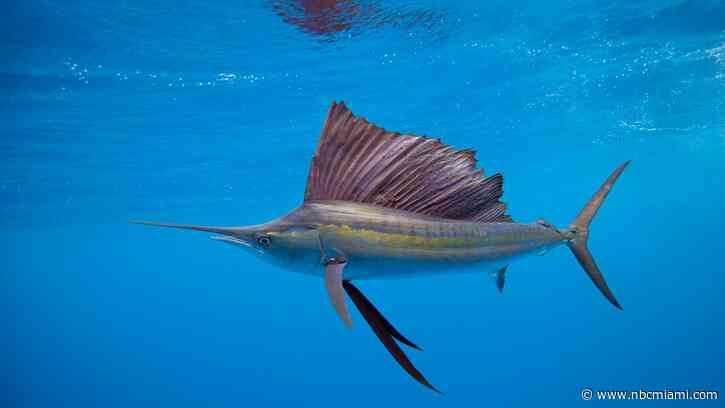 Sailfish Leaps Out of Water, Injures Woman Off Florida Coast