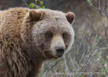 More bears this summer - Dawson Creek Mirror