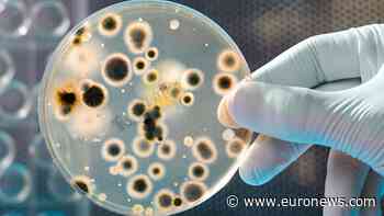 How the bacteria in an all-sugar diet could bring the aviation industry closer to net-zero - Euronews