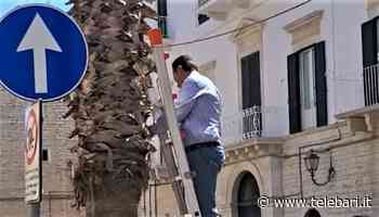 Terlizzi, consigliere comunale prende la scala e aggiusta un cavo elettrico per strada: il video è virale - Telebari