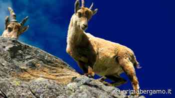 Le cinque giornate di Clusone: dal 13 al 17 luglio arriva il Festival della Montagna - Prima Bergamo