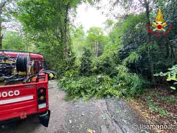 Maltempo e alberi caduti nel Varesotto, Saronno e Tradate si “salvano” - ilSaronno