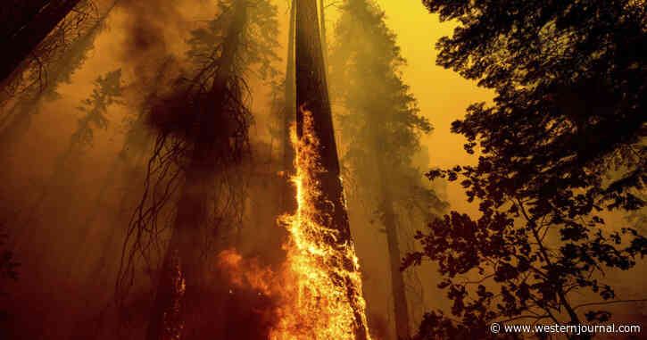 We Could Lose These Giant Sequoias Forever Thanks to Uncleared Forests