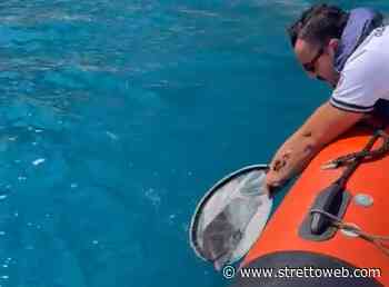 Messina: cucciolo di delfino in difficoltà, la guardia costiera lo salva e lo riporta verso il largo | FOTO e VIDEO - StrettoWeb