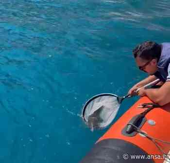Capitaneria di Porto di Messina salva cucciolo di delfino - Agenzia ANSA