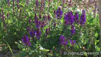 Top things you can plant late summer