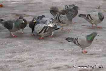 Taube in Heidelberg Kopf abgerissen! Strafbefehl rechtskräftig - TAG24