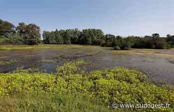 Dax : le Conseil municipal signe une convention pour sauver les étangs des Gravières - Sud Ouest
