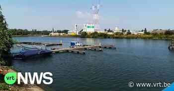Giftige blauwalgen op Zeekanaal Brussel-Schelde: recreatie en oppompen verboden - VRT NWS
