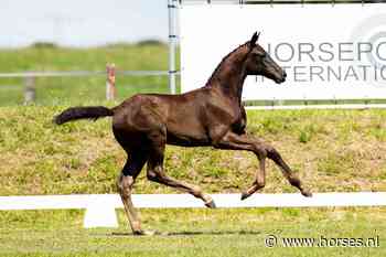 Bijzondere collectie veulens in Van Olst Sales Online The Foal Collection 2022 - Horses.nl
