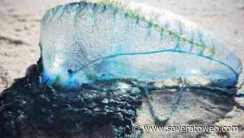 Caravella portoghese punge una donna, ricoverata due giorni per aritmia - Soverato Web