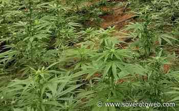 Scoperte e sequestrate 2 piantagioni di marijuana nel catanzarese - Soverato Web