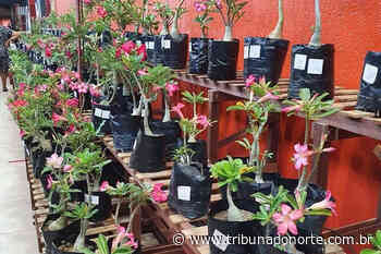 Natal receberá duas exposições de rosas do deserto no mês de agosto - 22/07/2022 - Notícia - Tribuna do Norte