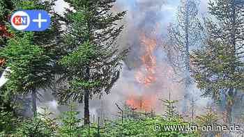 Waldbrandgefahr: Segeberger Forst darf Mittwoch nicht betreten werden - Kieler Nachrichten