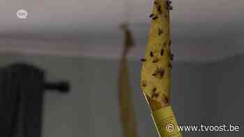 Afvalberg is afgevoerd, en hopelijk daarmee ook de vliegenplaag in Laarne - TV Oost