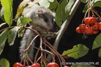 Citizen Scientists: Auf der Suche nach dem Baumschläfer - meinbezirk.at