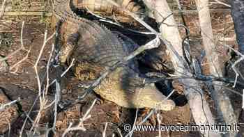 Un coccodrillo nelle campagne di Francavilla Fontana, un contadino lo fotografa e fugge - La Voce di Manduria