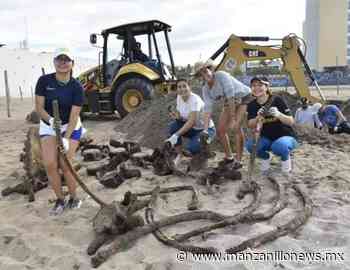Exhibirán esqueleto de ballena jorobada en Manzanillo - Manzanillo News Mx