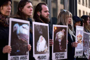 A Nancy, L214 prévoit une action choc contre Le Gaulois ce samedi - Lorraine Actu